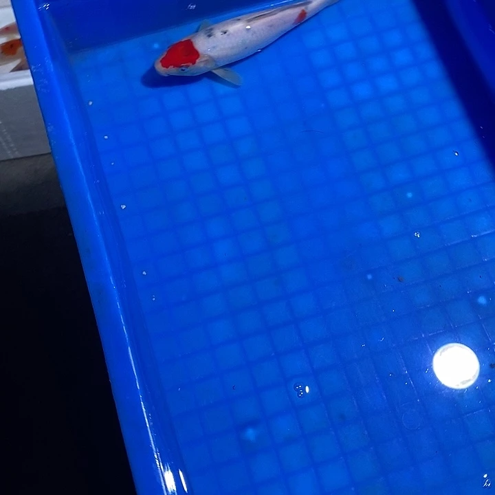 锦鲤锦鲤活鱼开箱包活