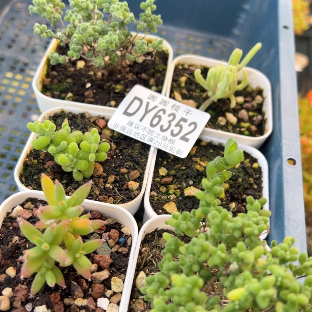 【闪购商品】dy6352新手大礼包六颗不同品