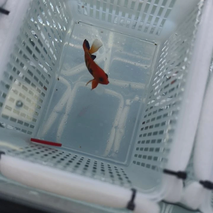 海水鱼271号火焰仙