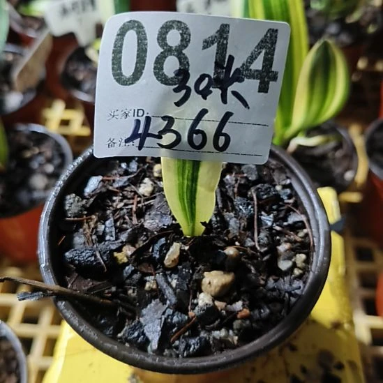 z***g完全开放22222222