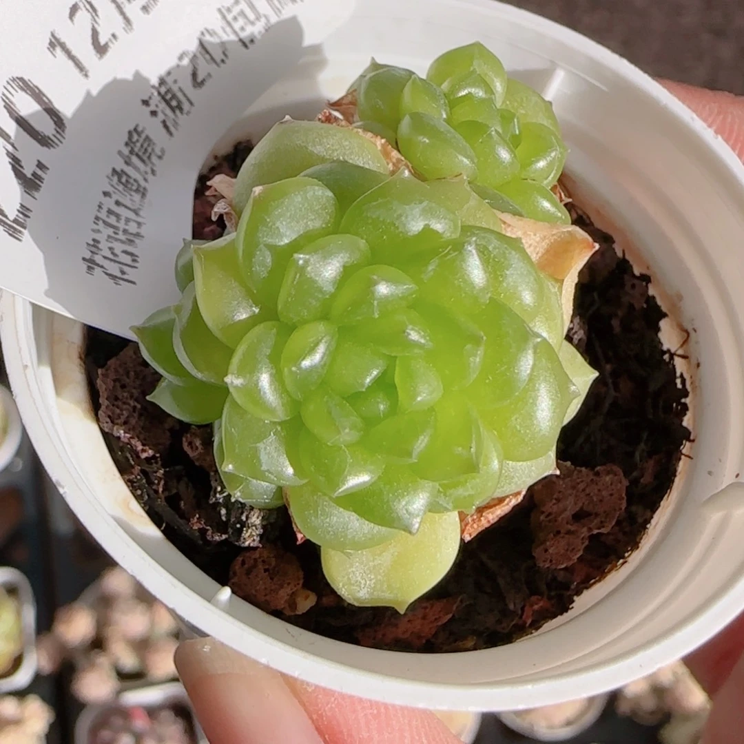 浅***笑花语多肉1222-220瓷裂青