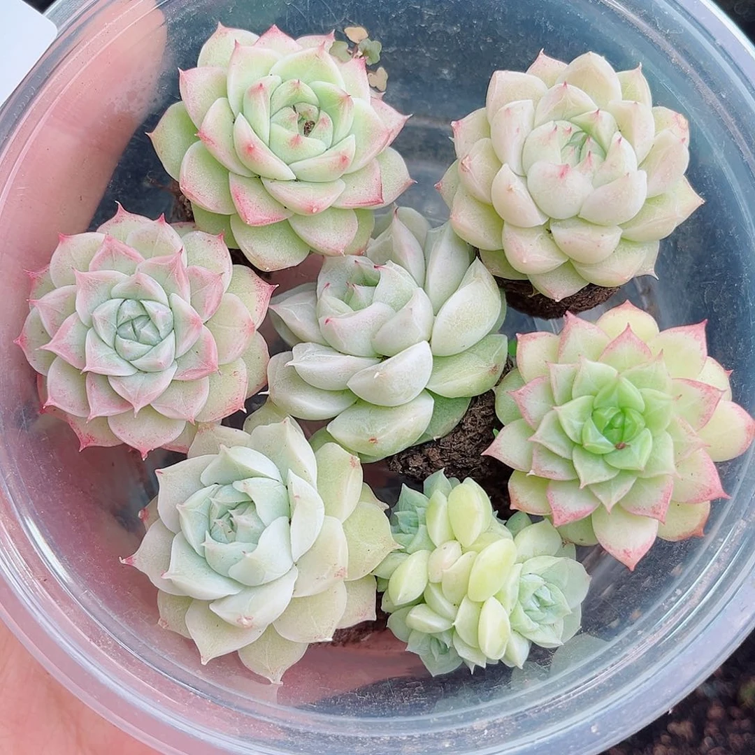 1-472  新疆西藏内蒙不发货 零下不拍保温箱不包损