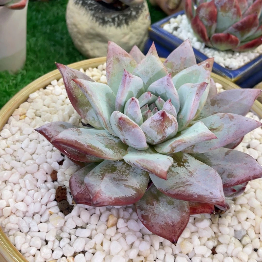 多肉植物盆栽多肉