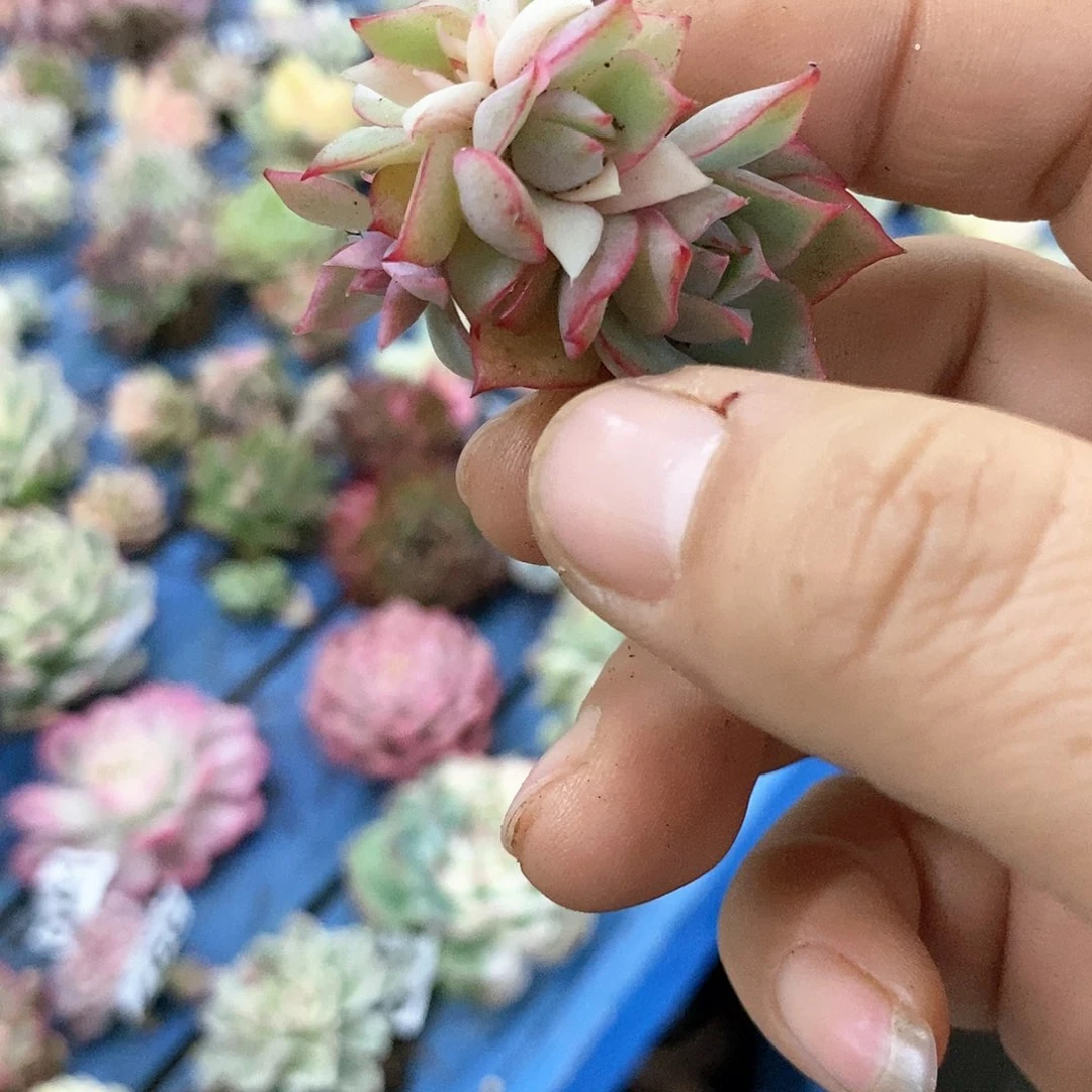 394红宝莲灯锦多肉植物哇啦塞