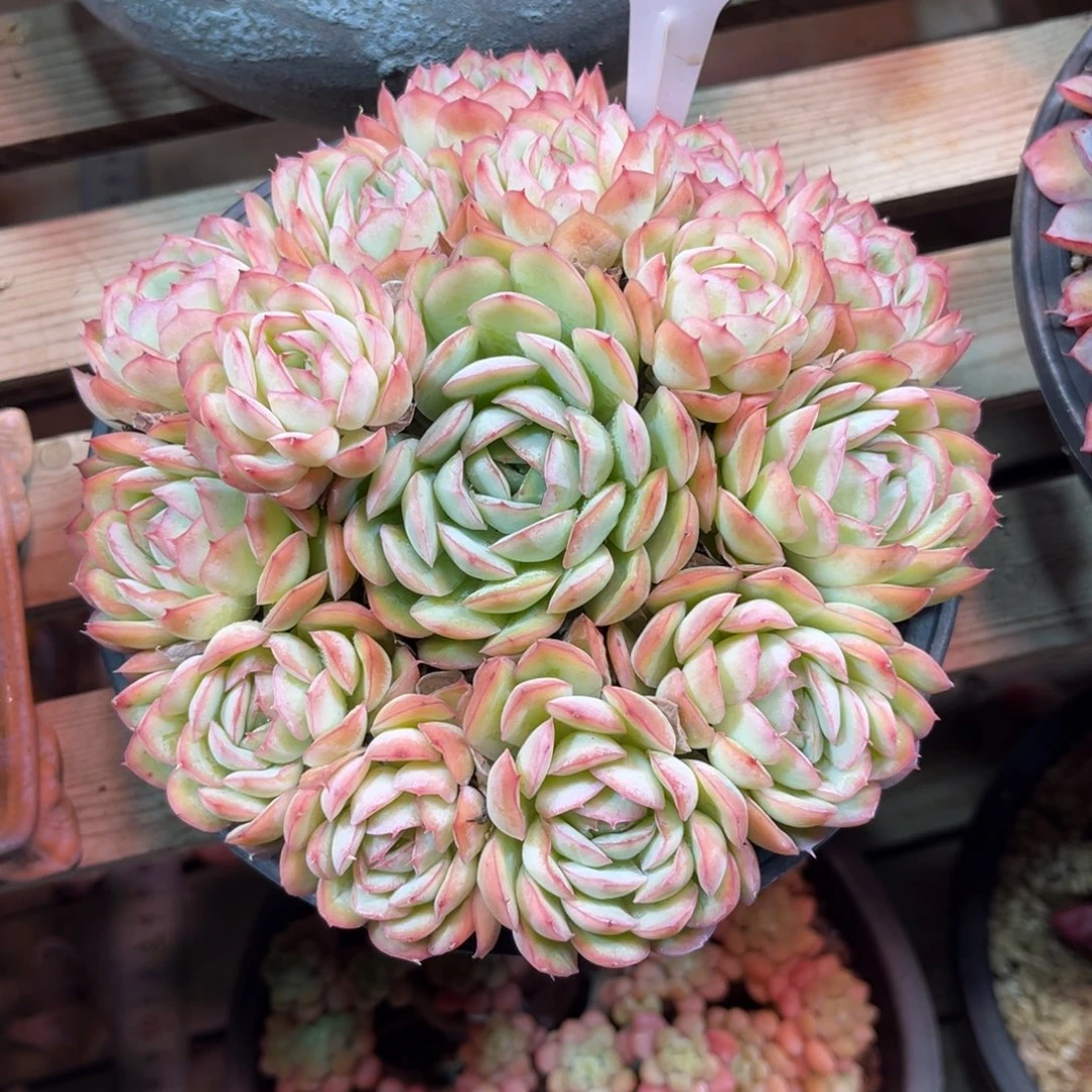 草莓冰多肉植物guilvhenv