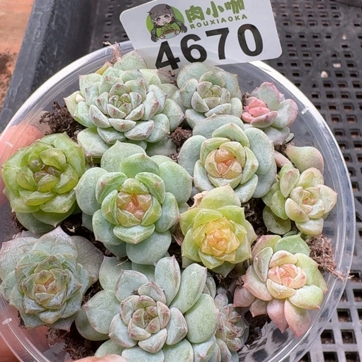 多肉植物多肉植物