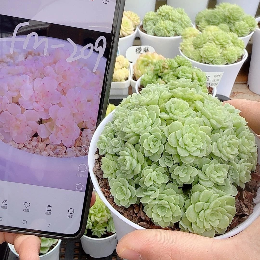 【闪购商品】0819-43（fm-209）