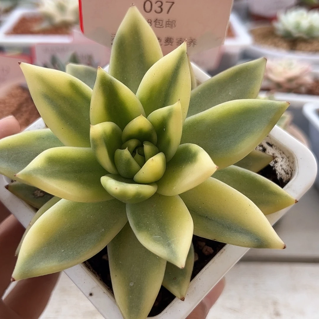 37号阿格妮斯锦多肉