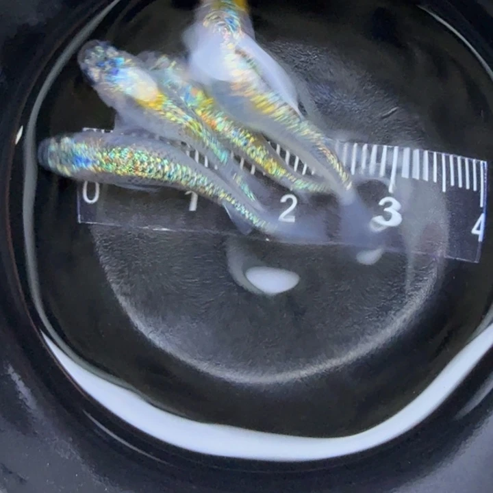 青鳉鱼克拉斯16号