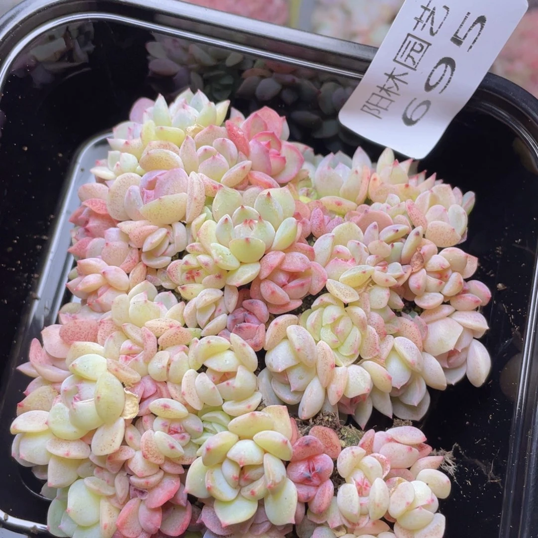 多肉植物多肉植物695