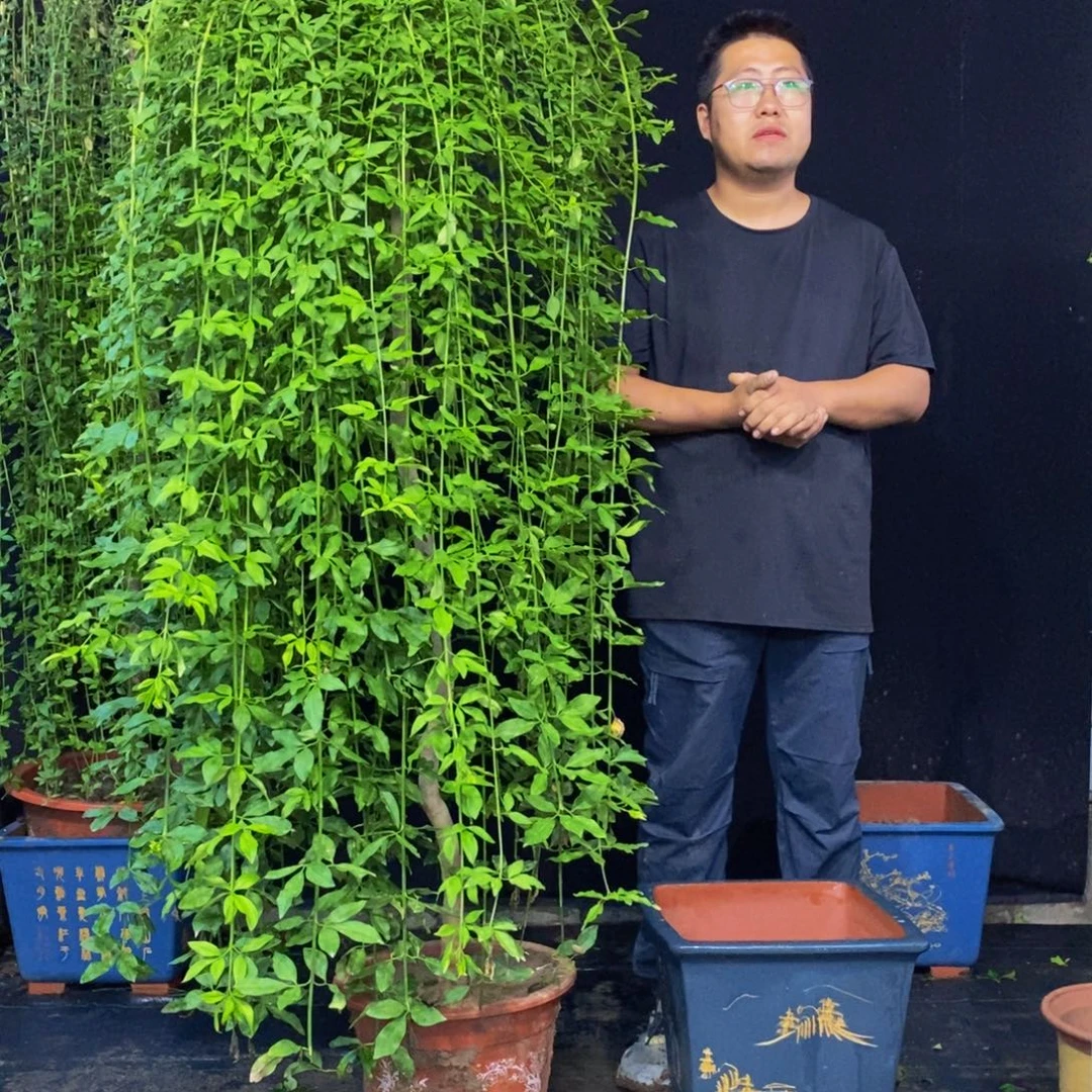 探春花，一物一拍，