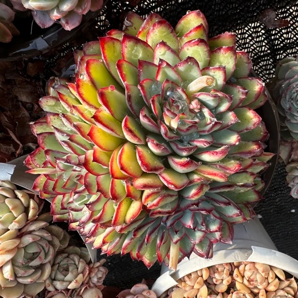 （新疆包邮）150杯 墨西哥灵影群生多肉