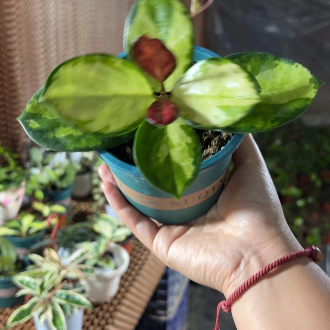 奮***行无花朵丽萨球兰小苗