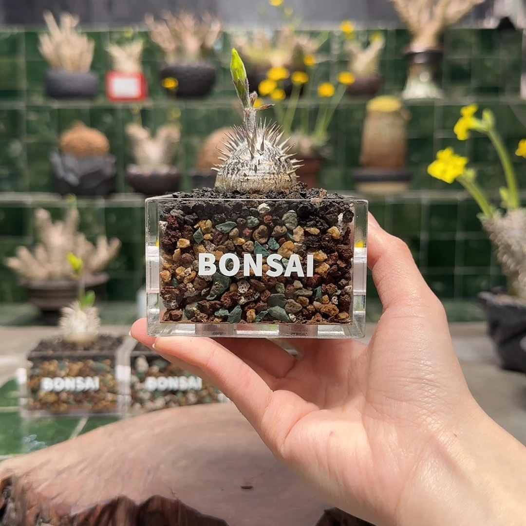 黑****?惠比大黑 一物一拍