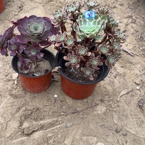 961多肉植物组合，