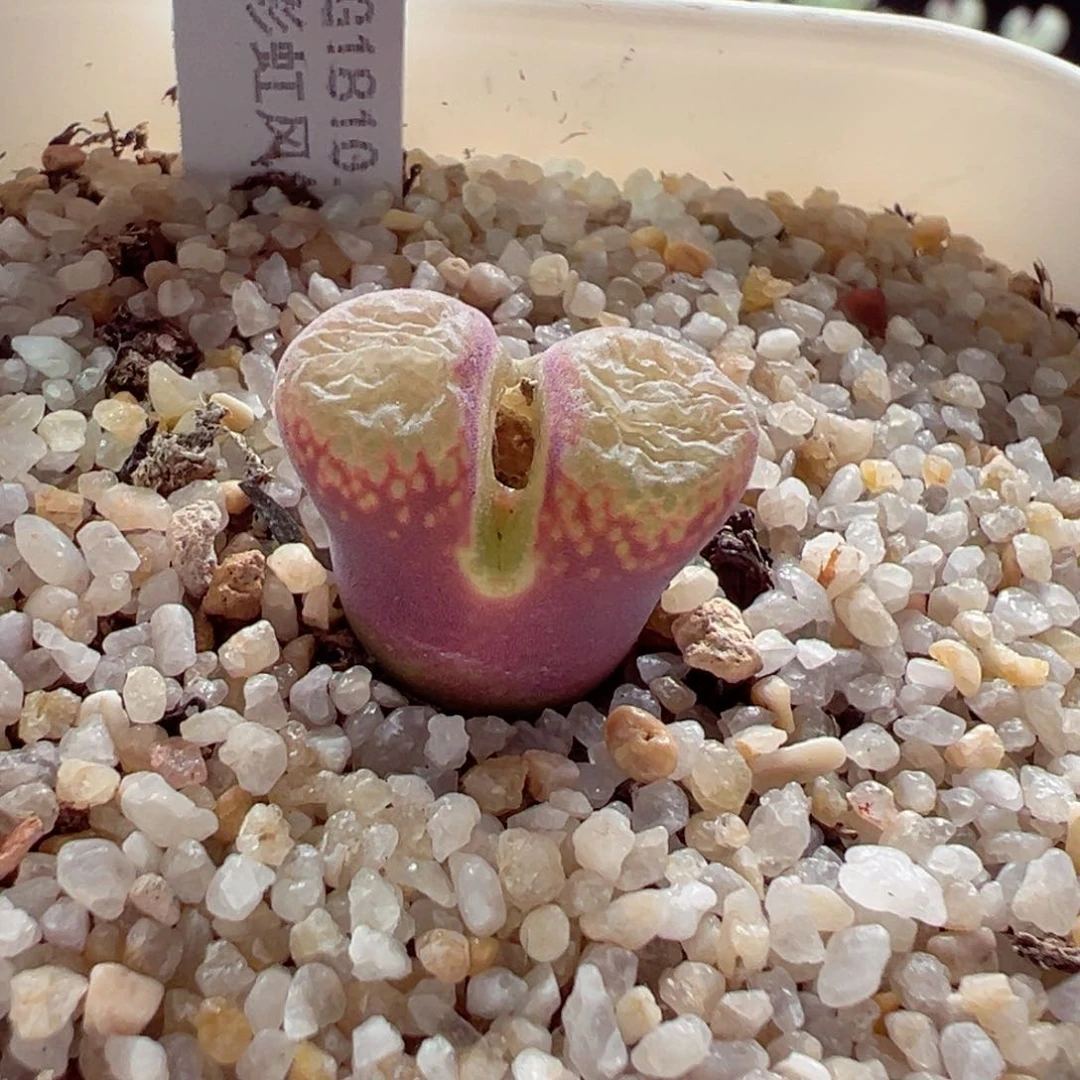 221-741多肉彩虹风铃