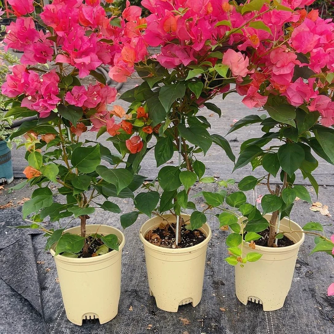 大部分花苞少量开放暗夕带竹一颗