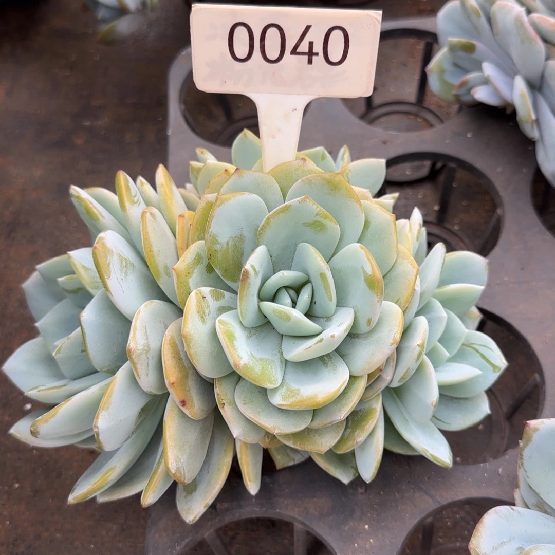 ღ***এ0040。    奶茶四头