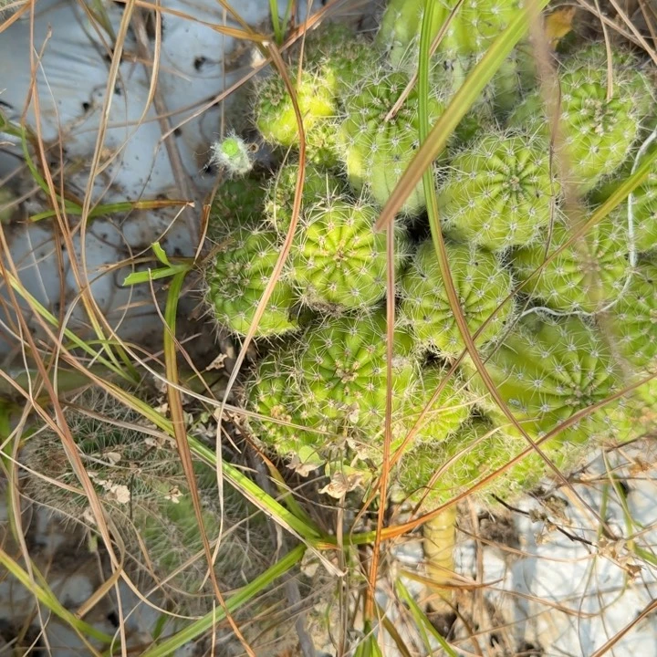 玲***花白檀仙人掌仙人球群生69