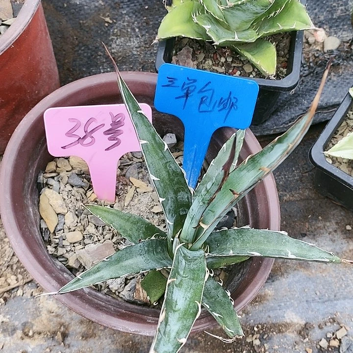 【闪购商品】无花朵龙舌兰格其蓝天