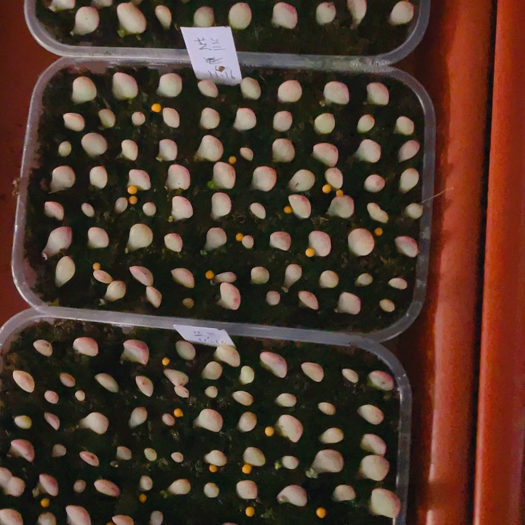 芝兰芝麻苗一个满25包邮