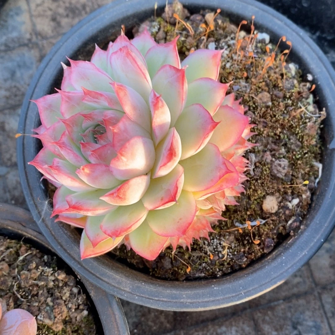 精品多肉一物一拍18