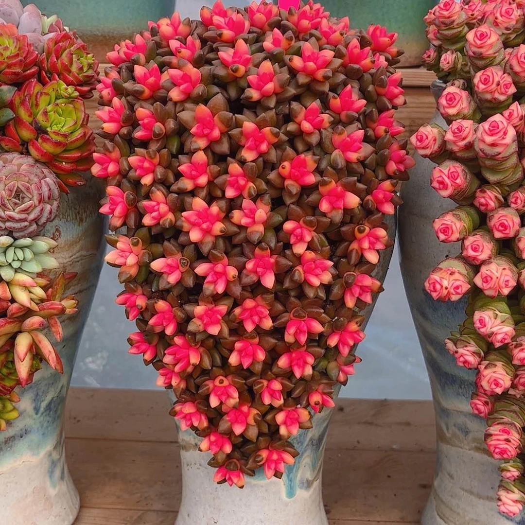 拖***机黑骑士多肉植物组合