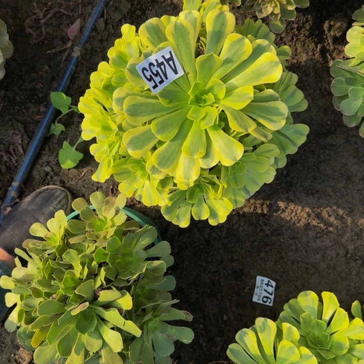 绿豆沙花30-6包邮花花