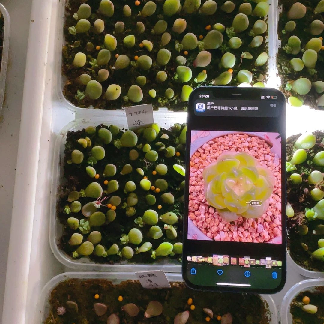 224 甜心芝麻苗一个满25包邮