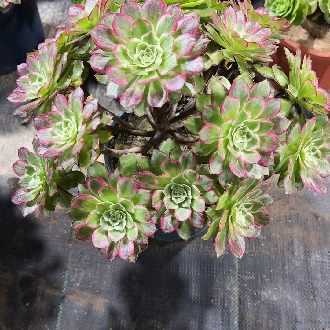 老庄万花筒法师45.8