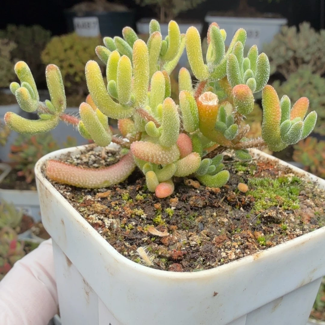 A338琉璃拉丝花花锦