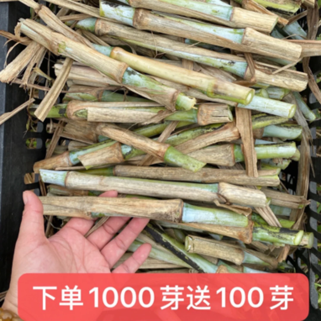 甜象草无绒毛 产量高 现砍现发货