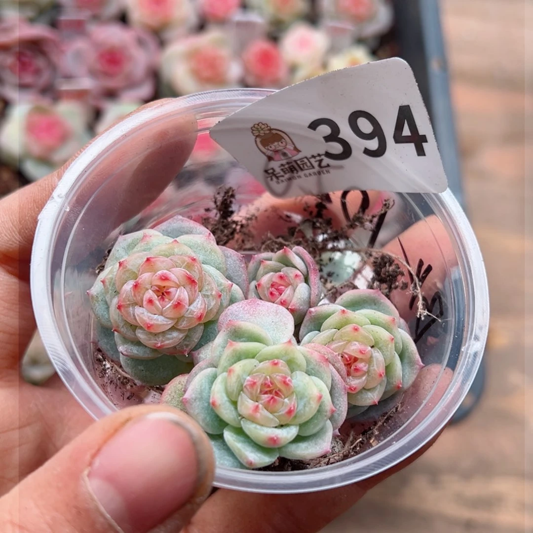 多肉植物多肉植物