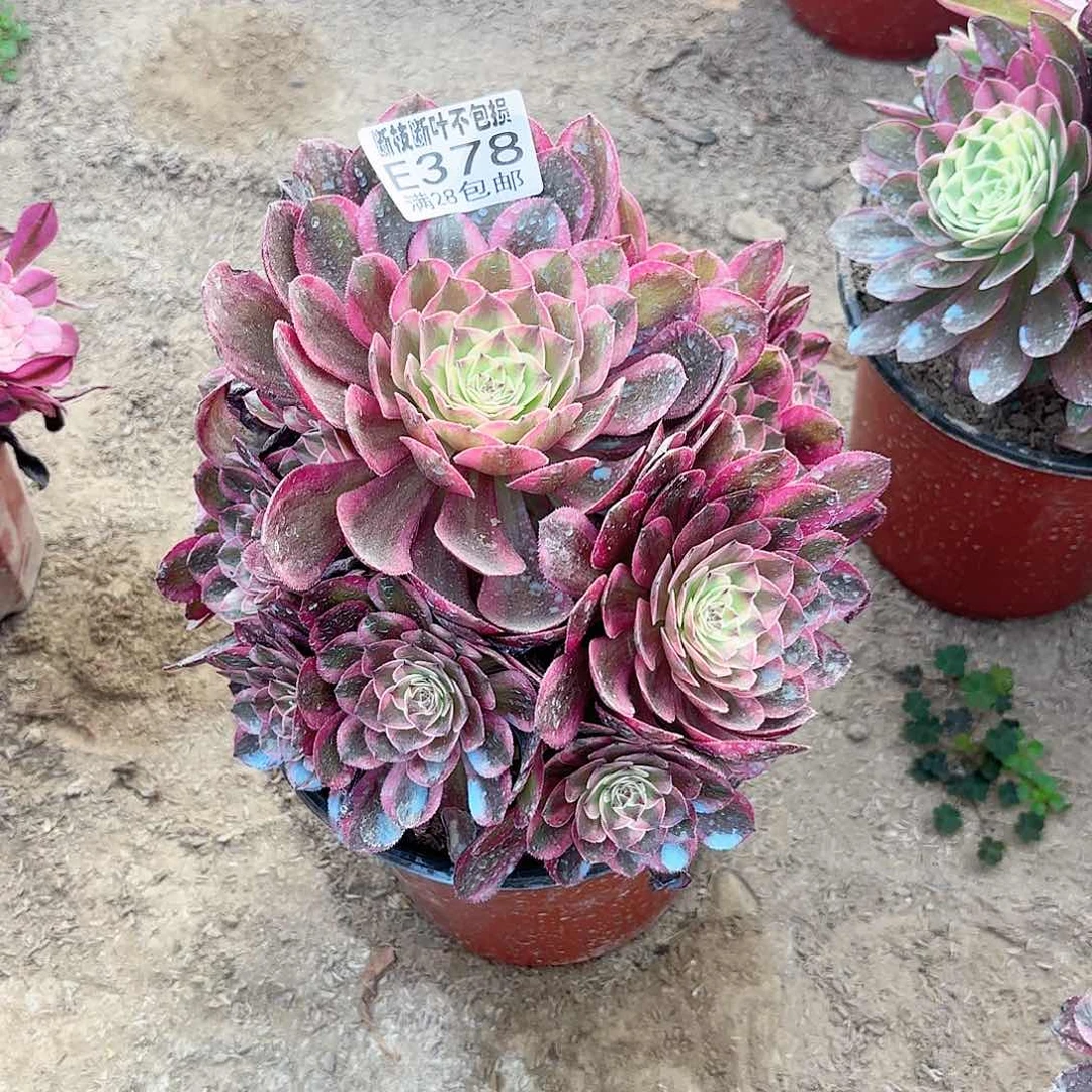 Q. 378云和多肉12253