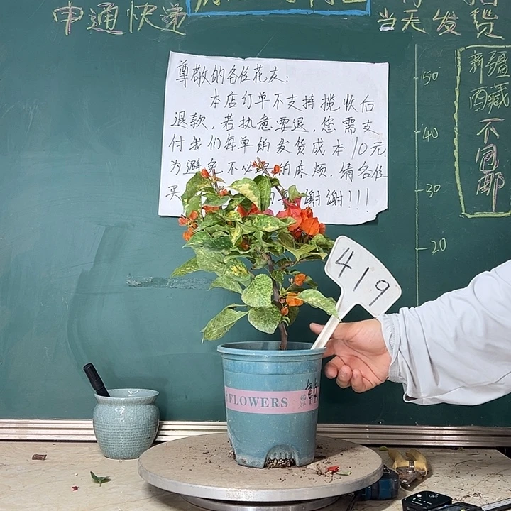 当前无花栽培后可以开花雪花橙419