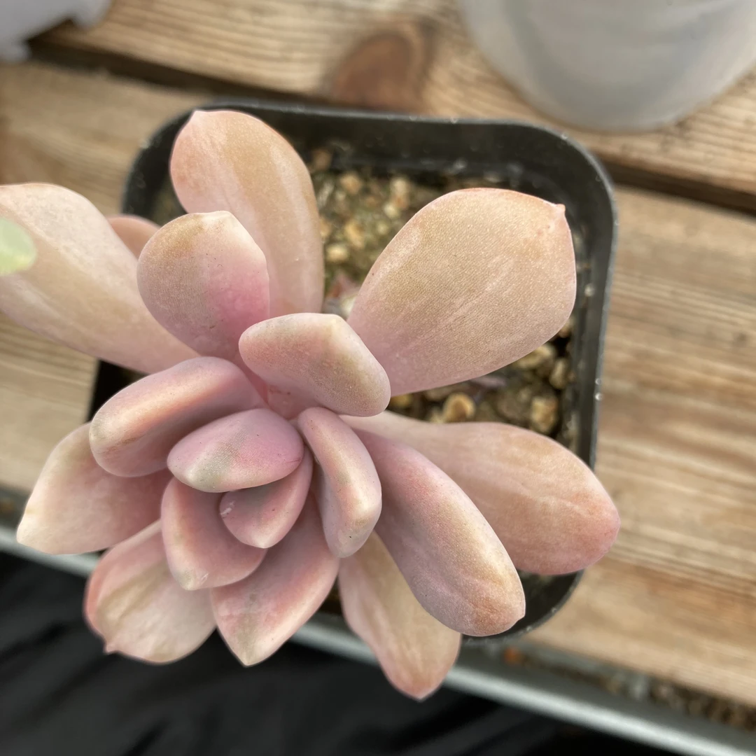 美人锦多肉植物多肉