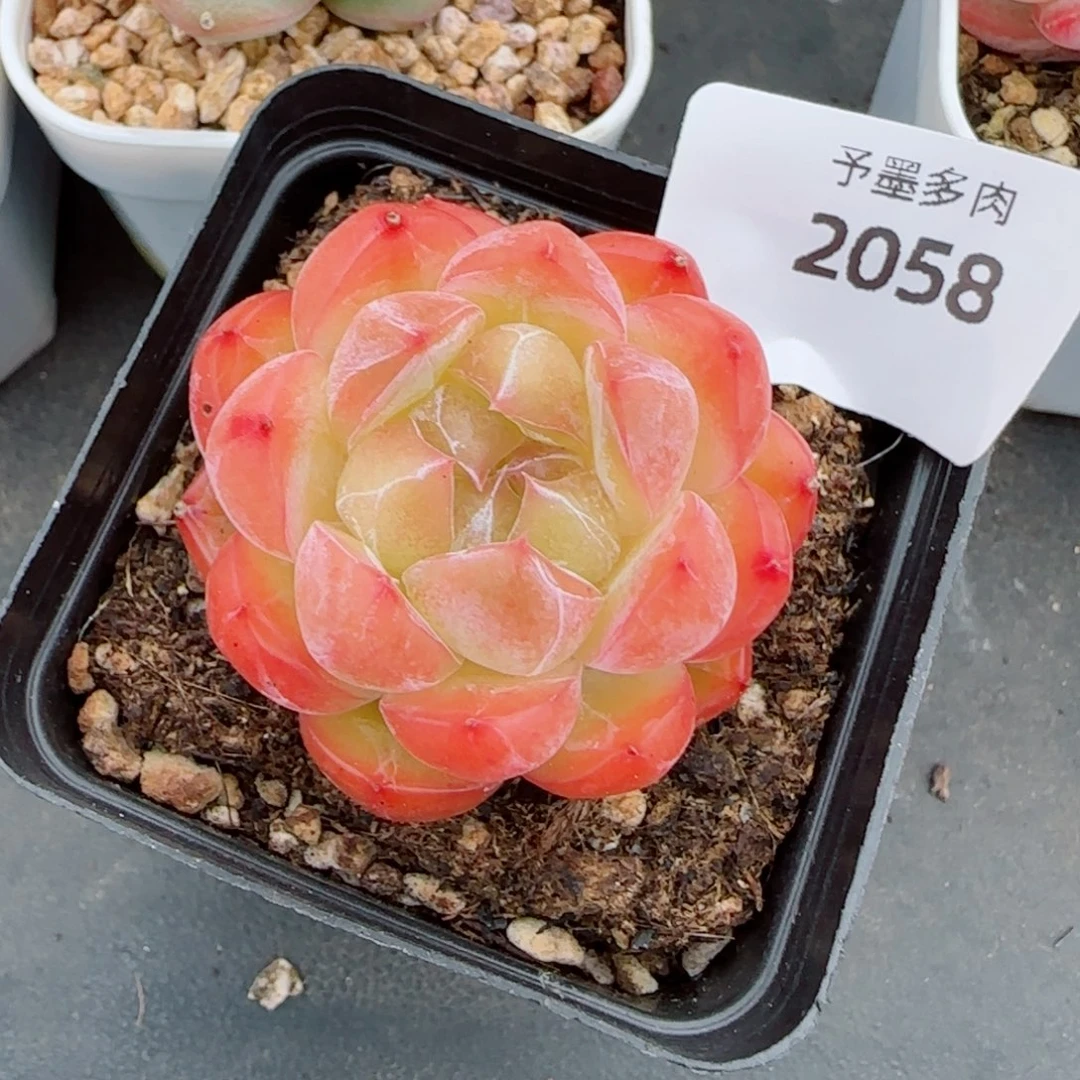 月牙珍妮，2058多肉植物