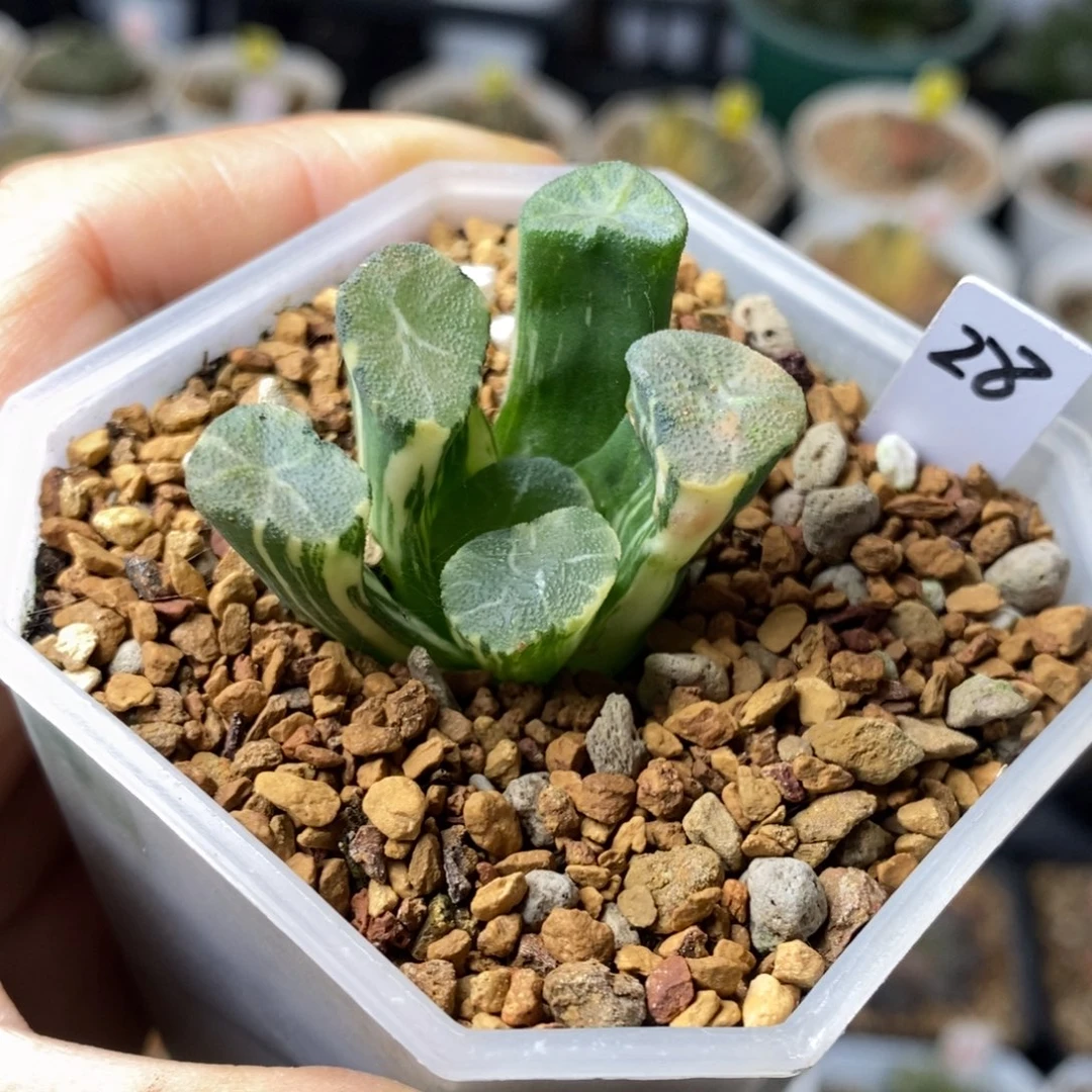 28号白妙万象锦多肉