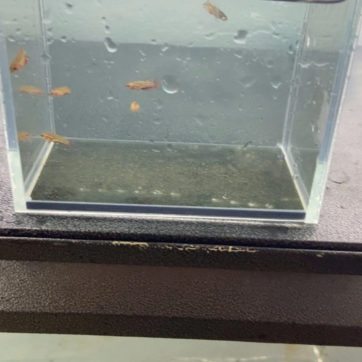 斗鱼包活不包损所见即所得135