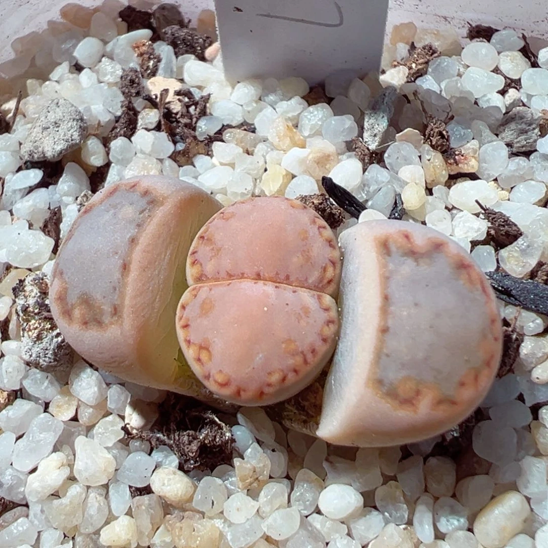 芽*宝117-574多肉多肉的