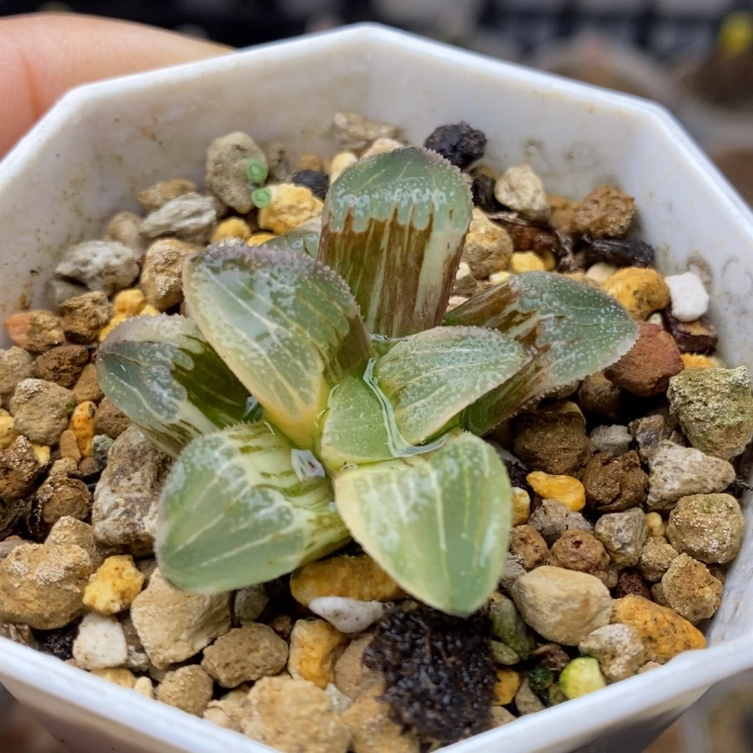 实生磨面寿锦多肉