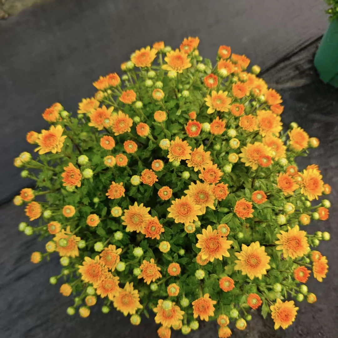 【粉黛橙黄球菊菊花】精致千头菊花带花苞发货