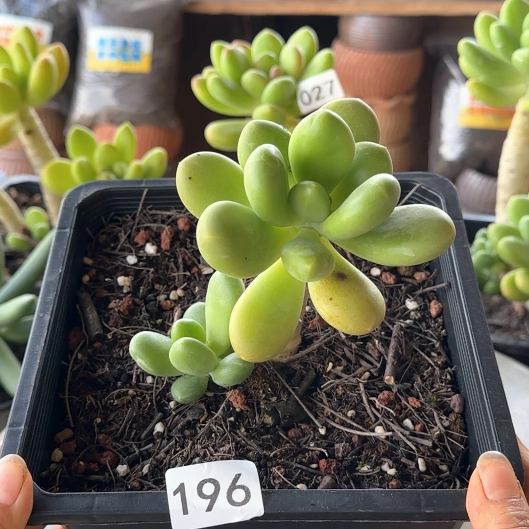 196号 一物一拍 芒果奶
