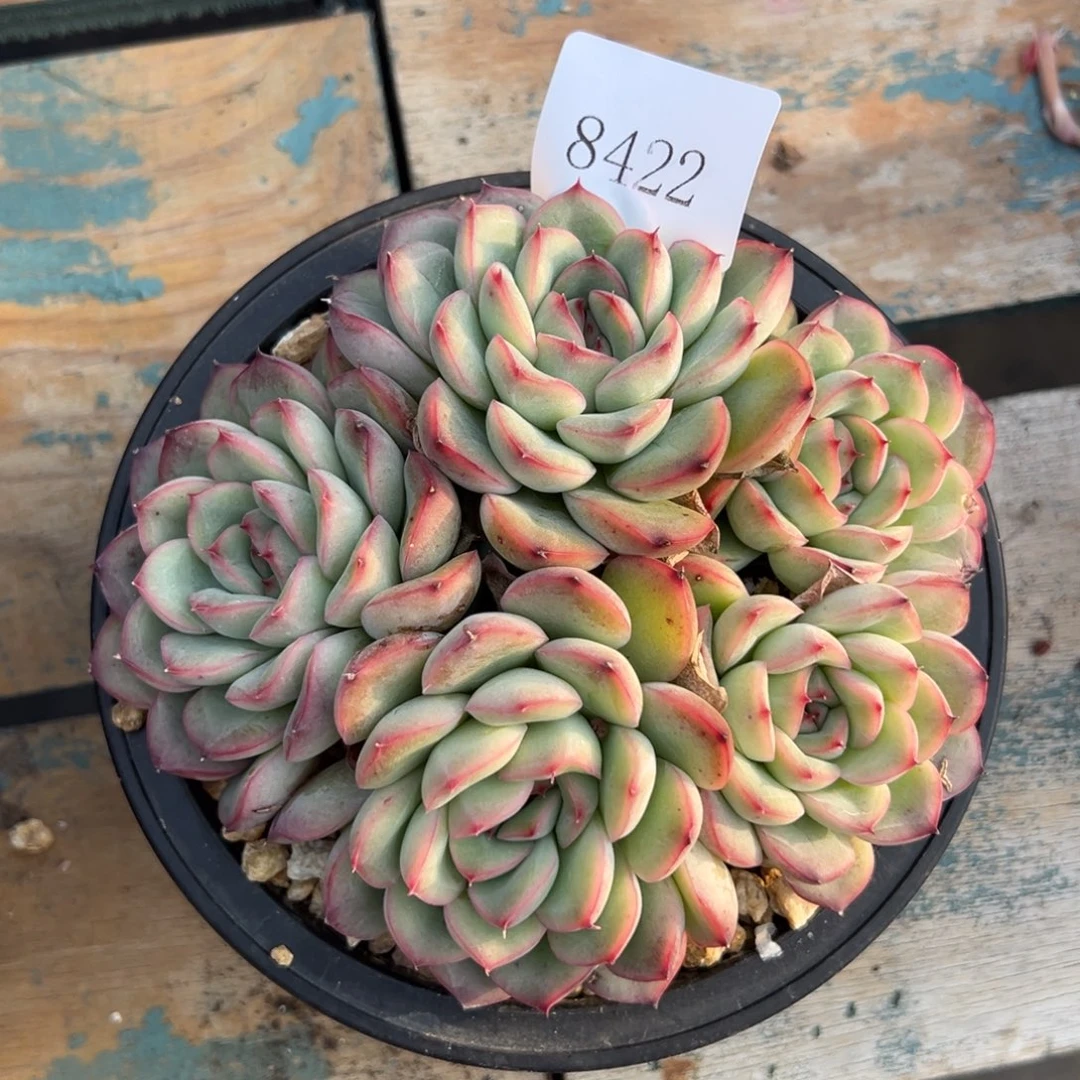 8422多肉多多多多多