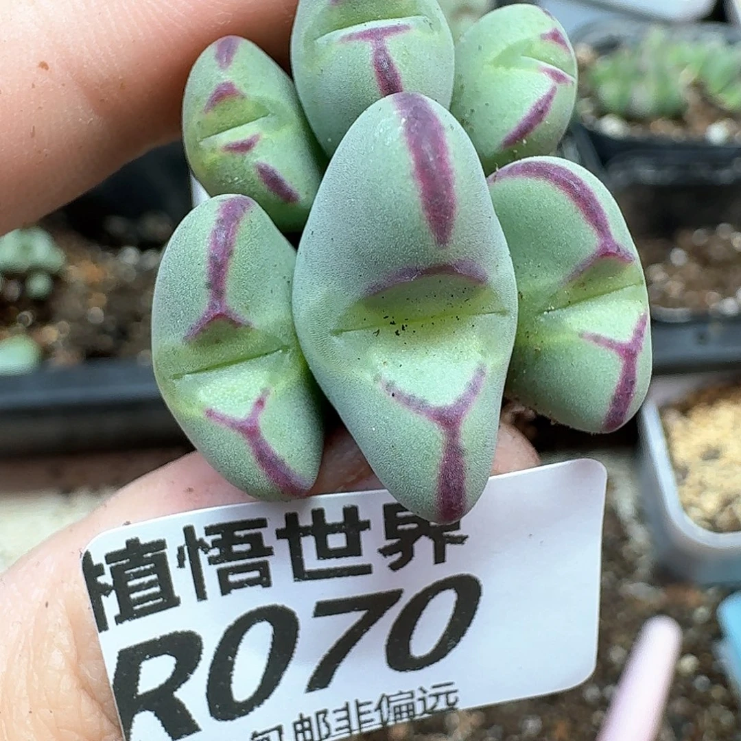 多肉植物的润泽和ff