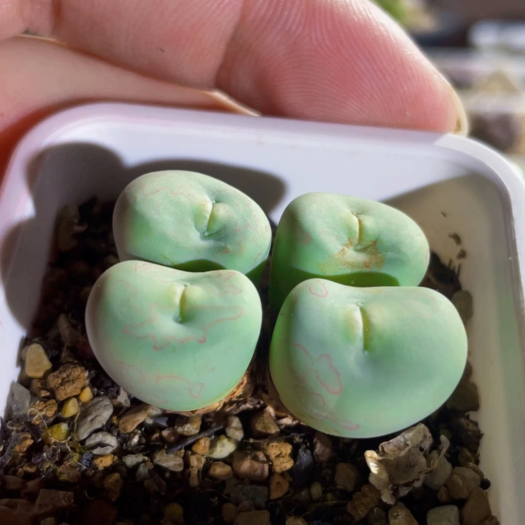 玻尿酸大嘴嘟嘟嘴植物一物一拍