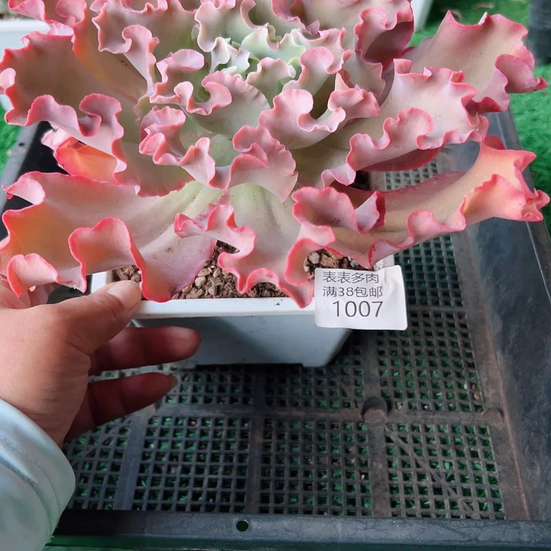 多肉一物一拍植物1007