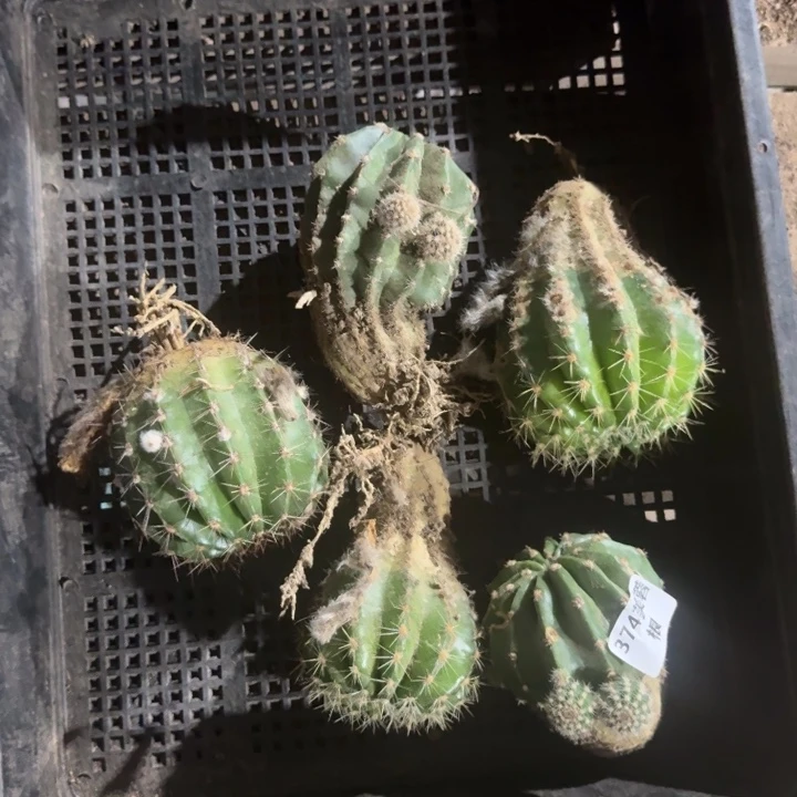 261筐拍彩草根不好脱土发货斑伤