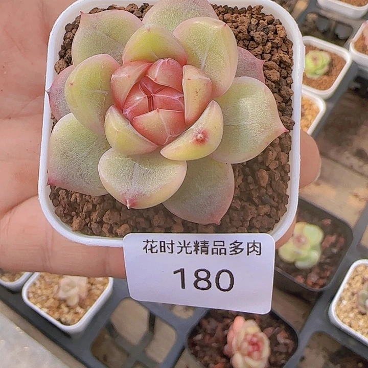 花时光精品多肉180