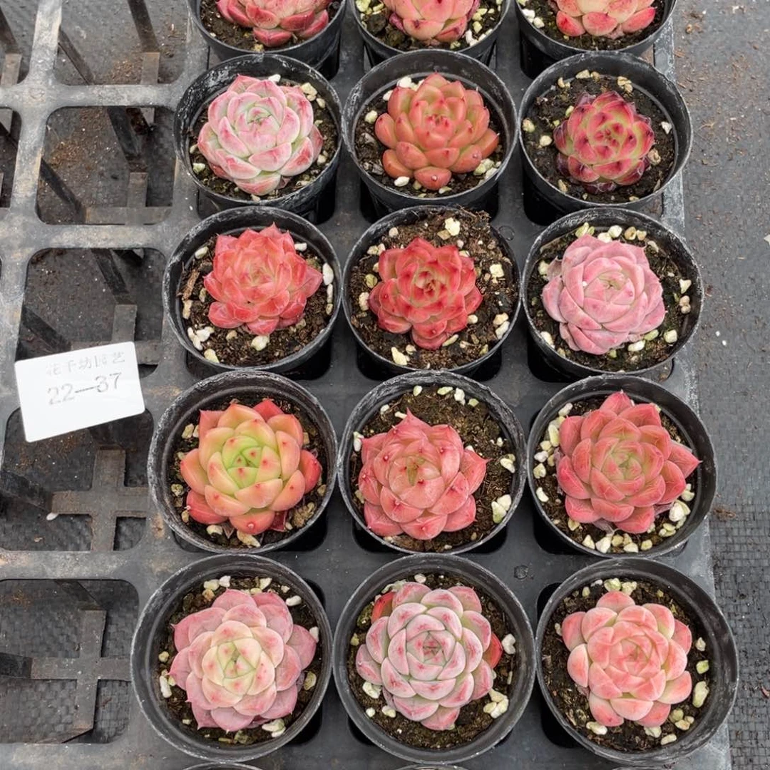 一物一拍18颗22-37